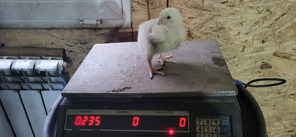 Бройлеры недельные двухнедельные