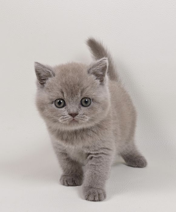 Pisoi British Shorthair colour lilac cu pedigree