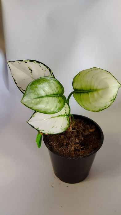 Продам Аглаонемы тайские