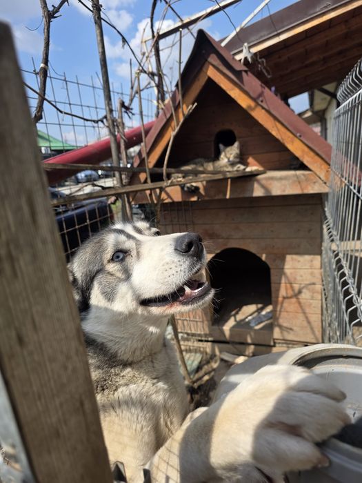 Donez caine Husky, Max