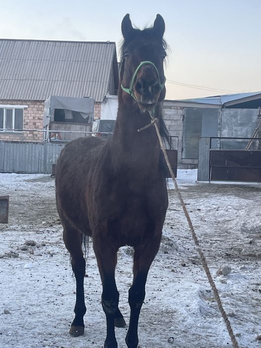 Продается жеребец