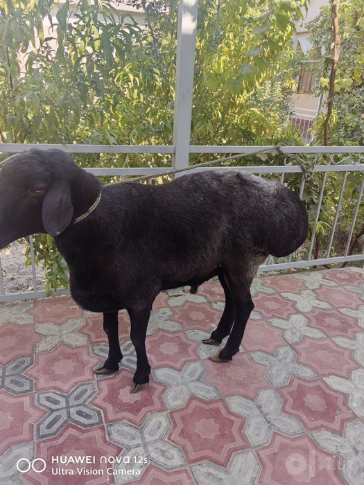 Qo'chqor sotiladi