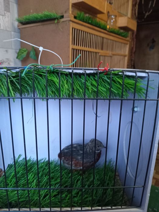 Расписной перепел.