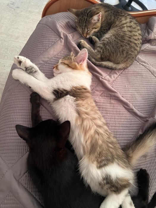Котятам и кошке нужен дом.