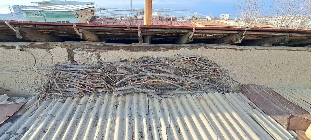 Утин гилос дарахти ва узум