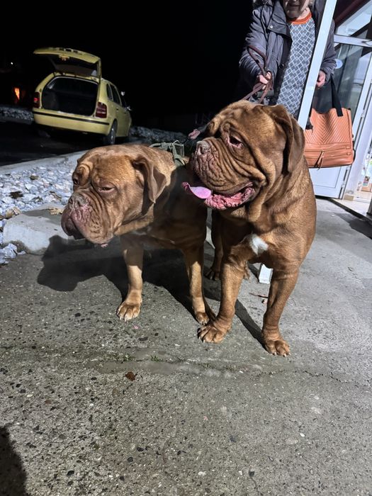 Dog de bordeaux / Дог от бордо / Френски мастиф