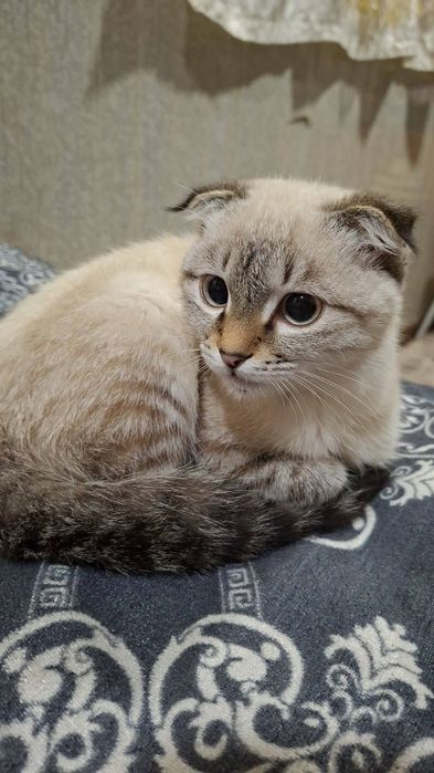 Гибрид кот продоется