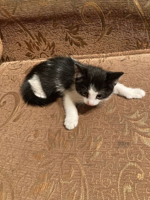 Отдам котенка в добрые руки