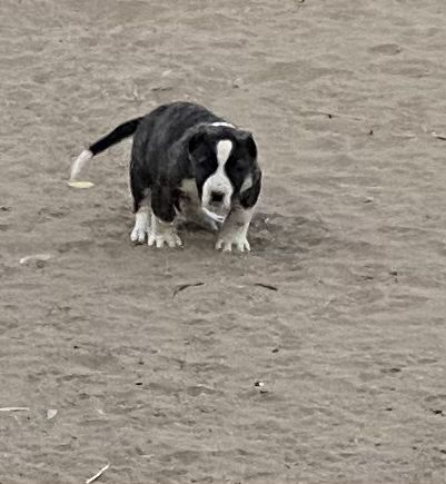 Кавказский волкодав сатылады