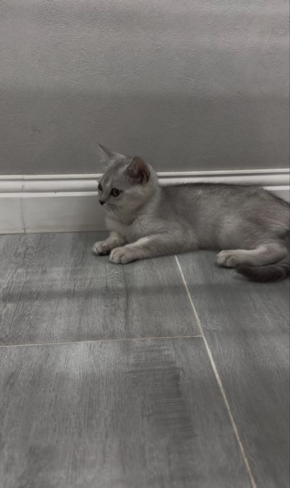 Котенок вислоухий Скотиш фолд