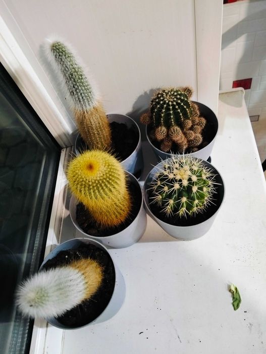 Продам кактусы набором