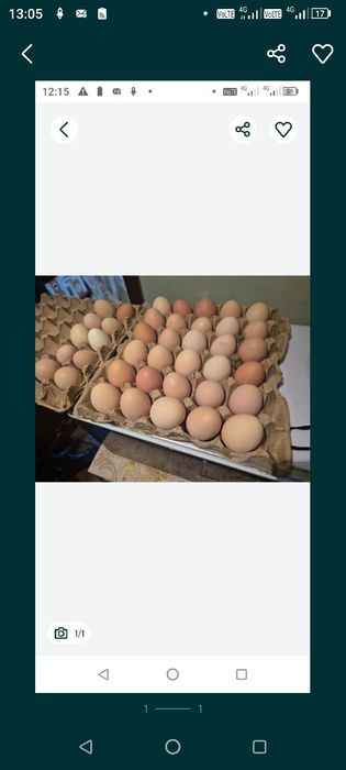 Инкубационный яйца коб 500