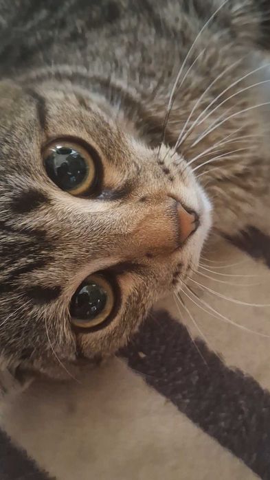 Шотландский кошка