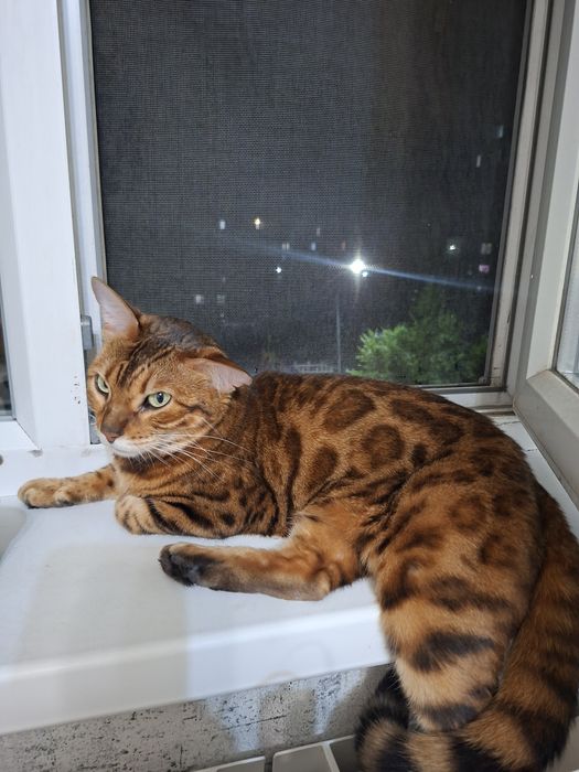 Отдам бенгальскую кошку