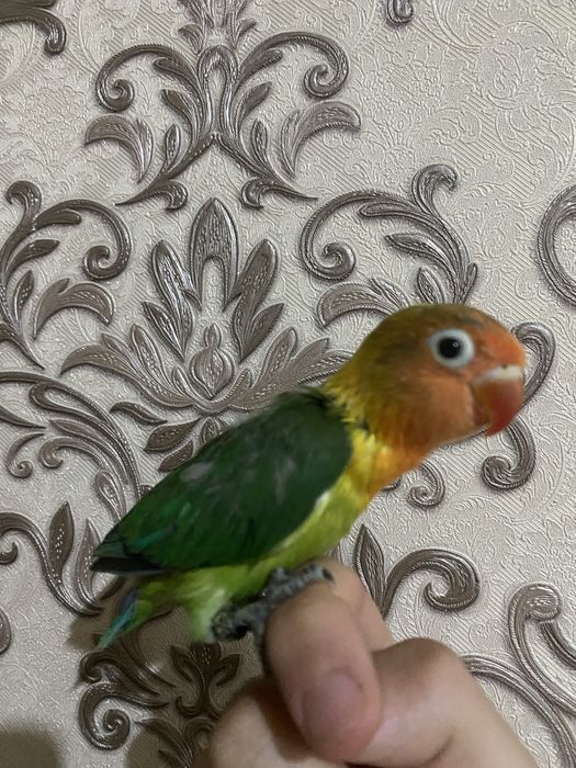 Ruchnoy popugay sotiladi