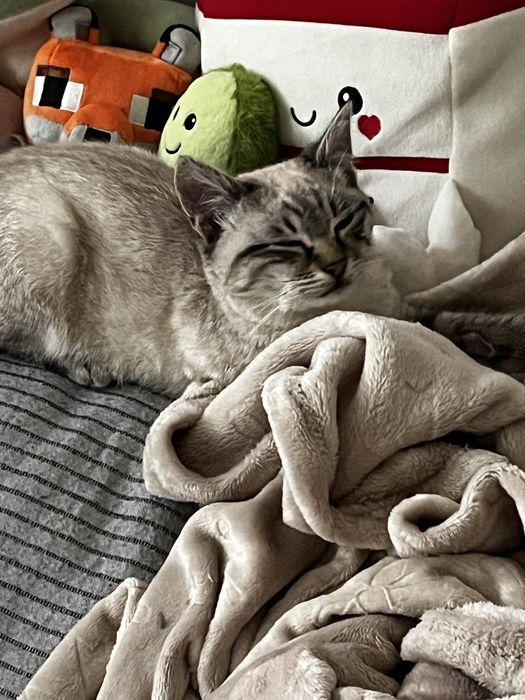 Pet Sitting / Bona pentru animalute– grijă pentru animalul tău