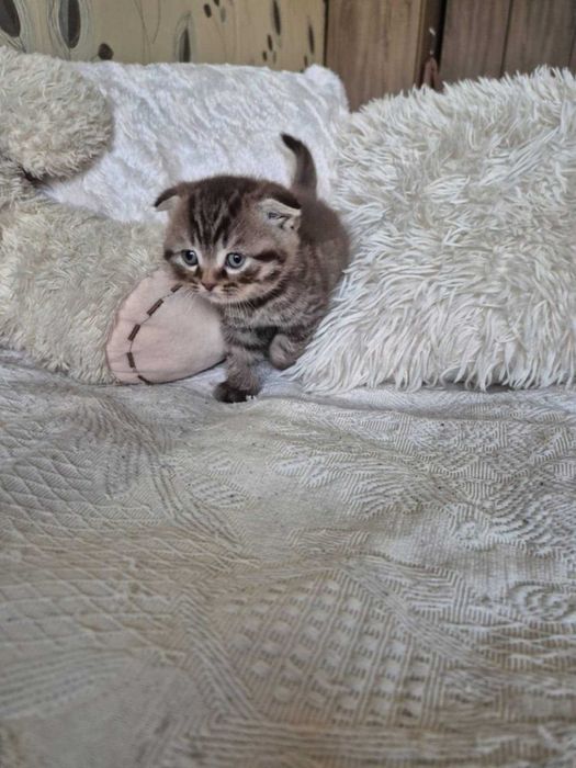 Британски късокосмести котета