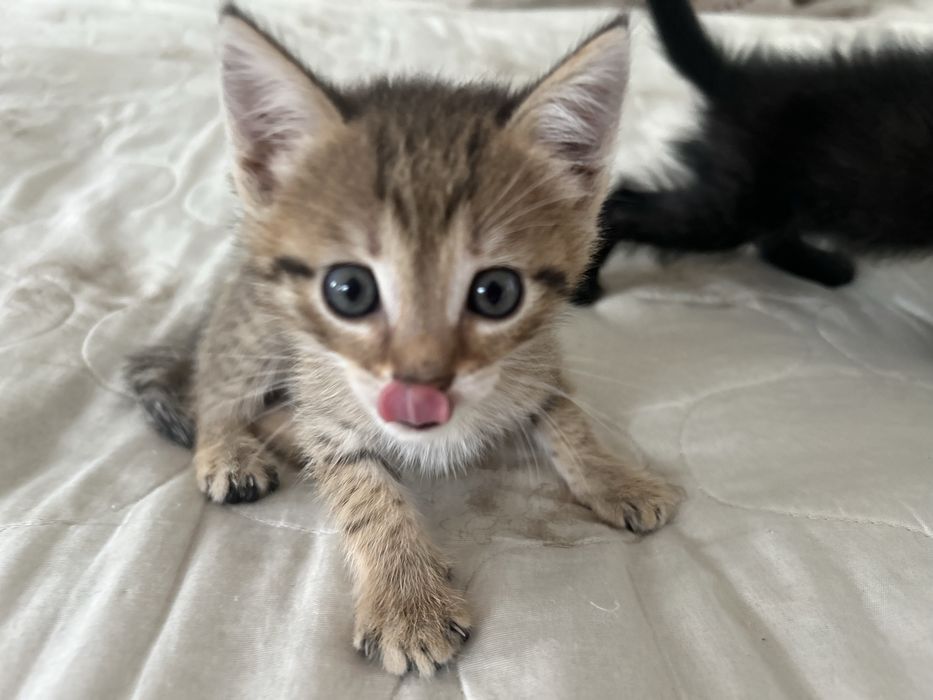 Отдам котят в добрые руки !