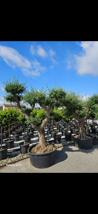 Vând măslini bonsai/seculari