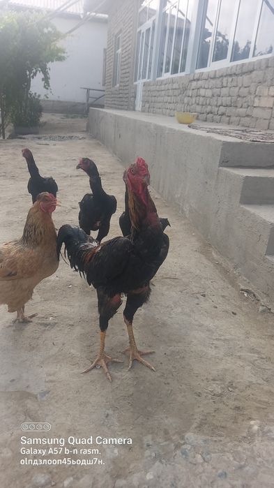 Dakanni qoni tozza paralari