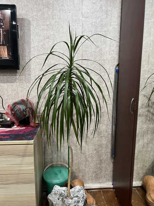 Пальма драцена цветок