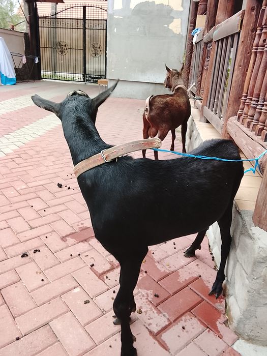 De vânzare țapi de 2 ani și 1 an și de  8 luni