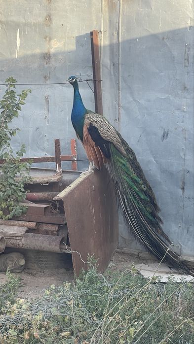 Павлин индиский