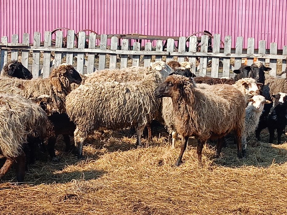 Продам овечек на развод