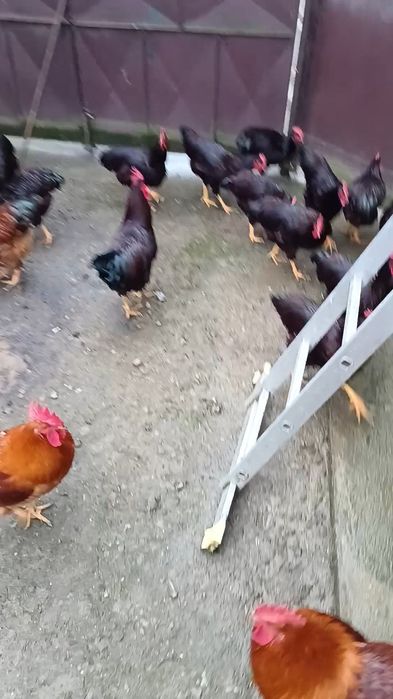 Vând cocosi new hampshire și Rhode island