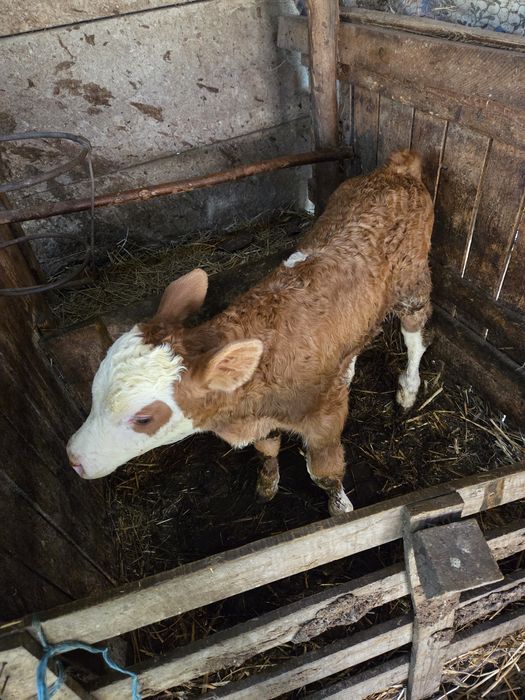 Vând vițel de o săptămână
