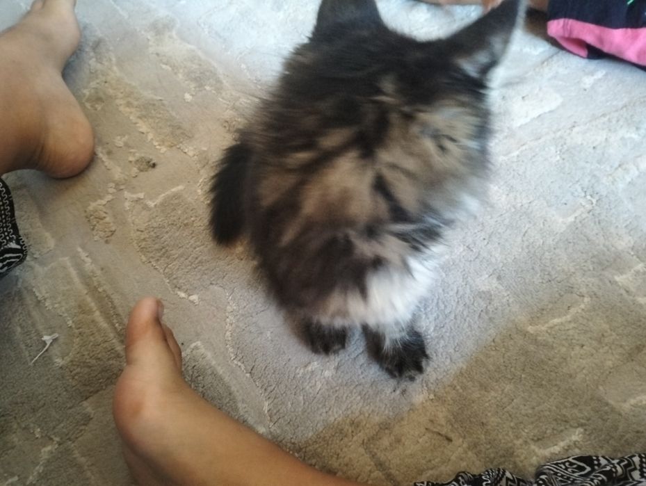 Котенок бесплатно