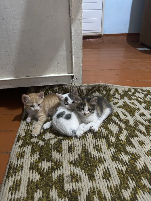 Котята в добрые руки