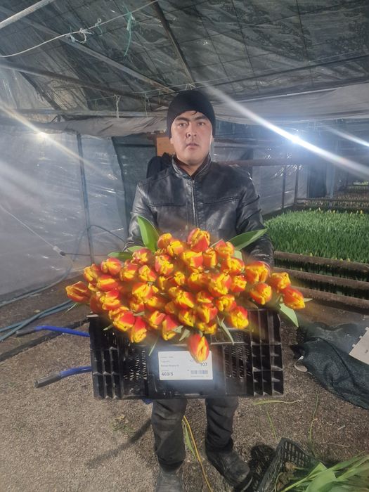 Тюльпаны для подарков