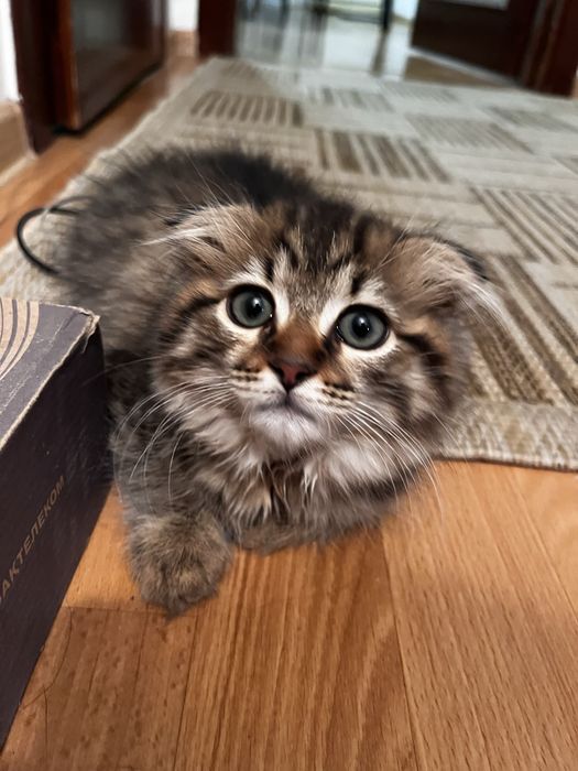 Отдам в добрые руки котенка