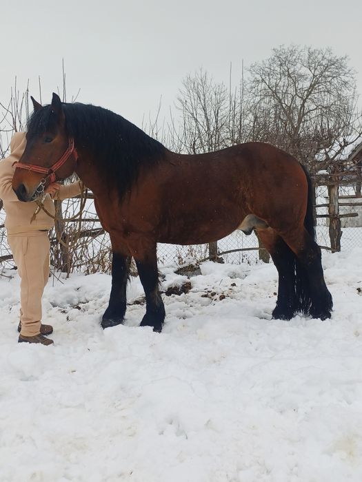 Armăsar de vânzare