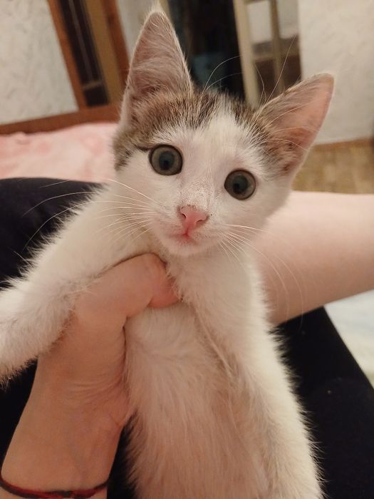 Отдам котенка добрые руки