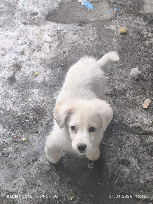 Щенок. Белый черноглазый