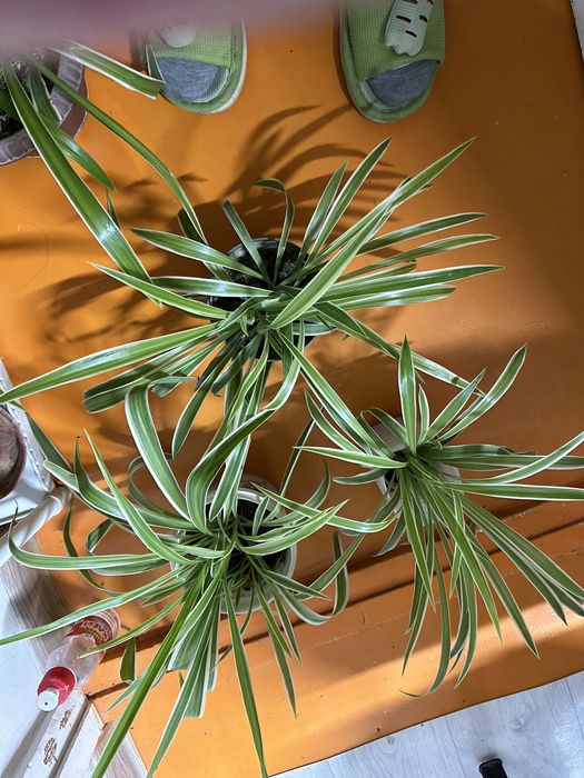 Үй гүлдері сатылады