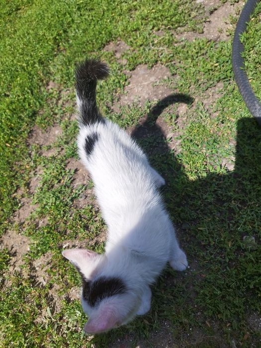 Маленький котенок