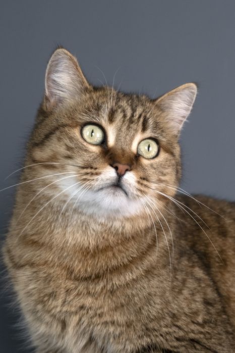 Кошечка Маша в поиске дома