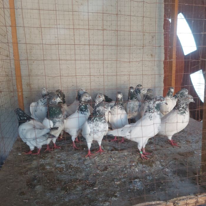 Пакистанцы лет с игрой  лет 4.5.6.7 час