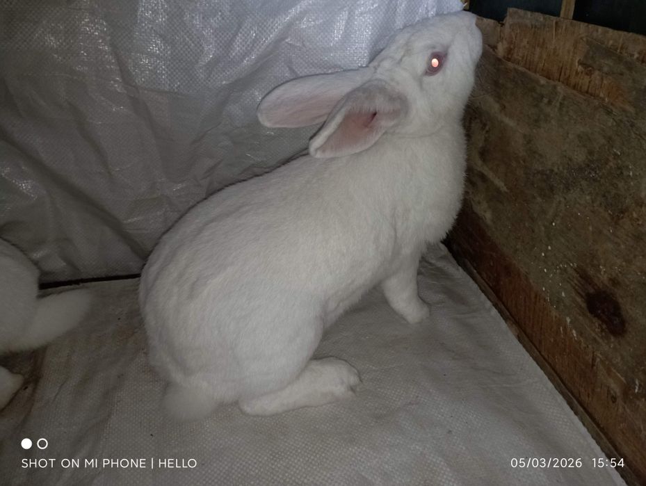 Quyon hikol koʻpaytirish uchun mos