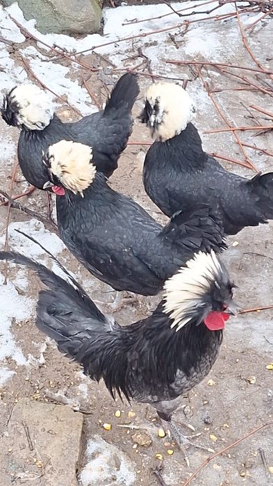 Oua pentru incubat moțată olandeza