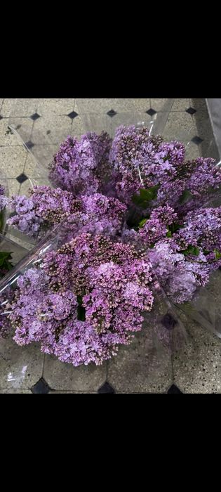 Сирень, от которой кружится голова(И не только голова)