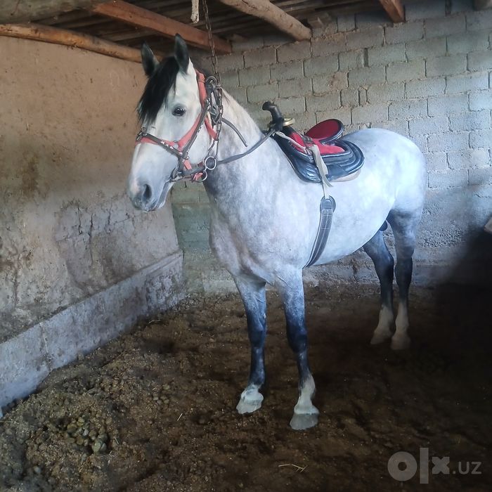 Qora bayir ot sotiladi