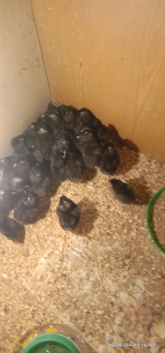 Ухейилюй цыплята