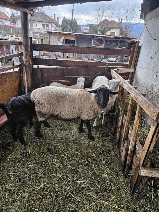 Vand 11oi sulf 3 cu miei