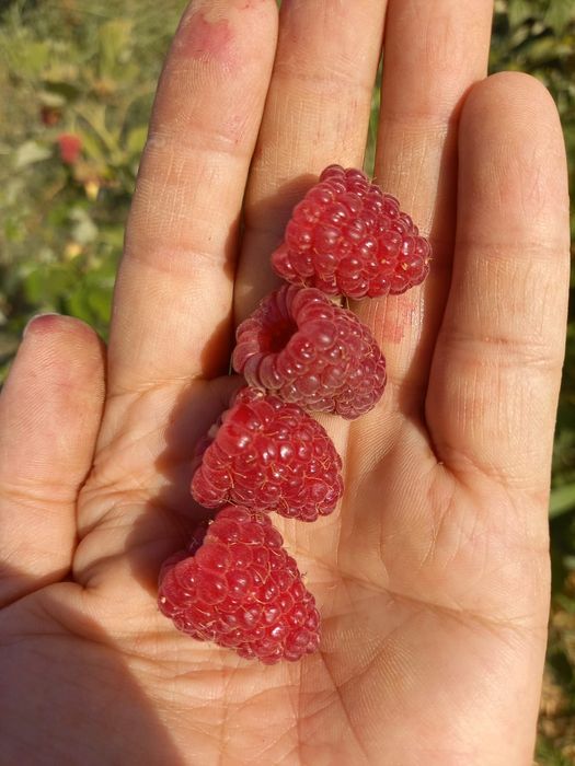 Малина ремонтантная с поля КХ