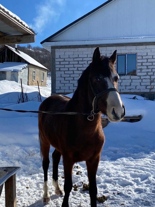 Лошадь Айгыр