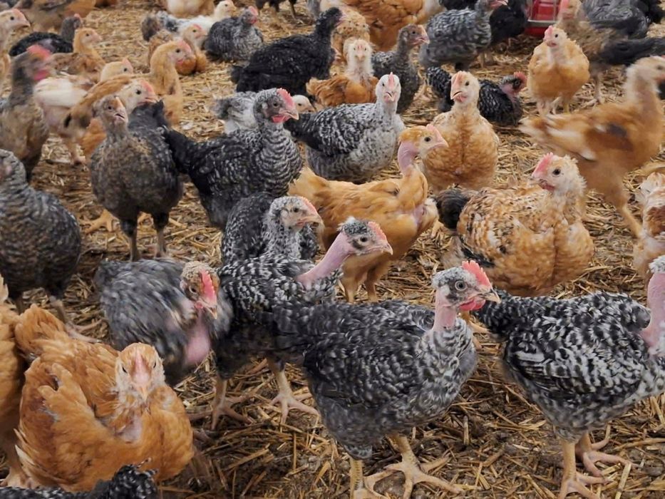 Vând pui albi de carne și rasă mixtă